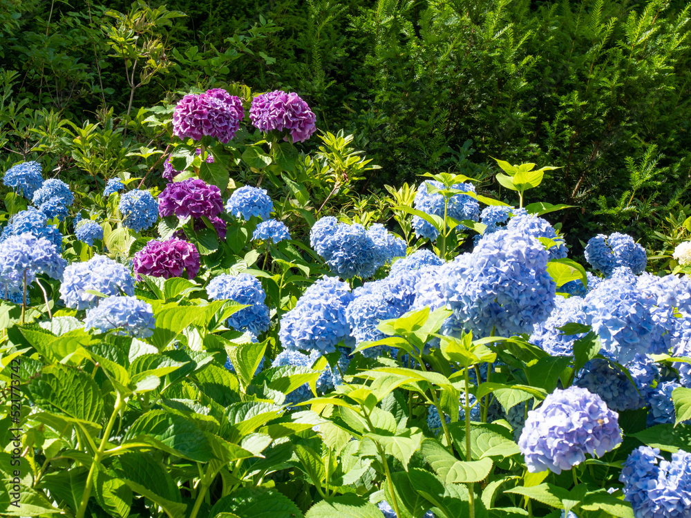 Background blur beautiful purple hydrangea flowers Background blur beautiful purple hydrangea flowers