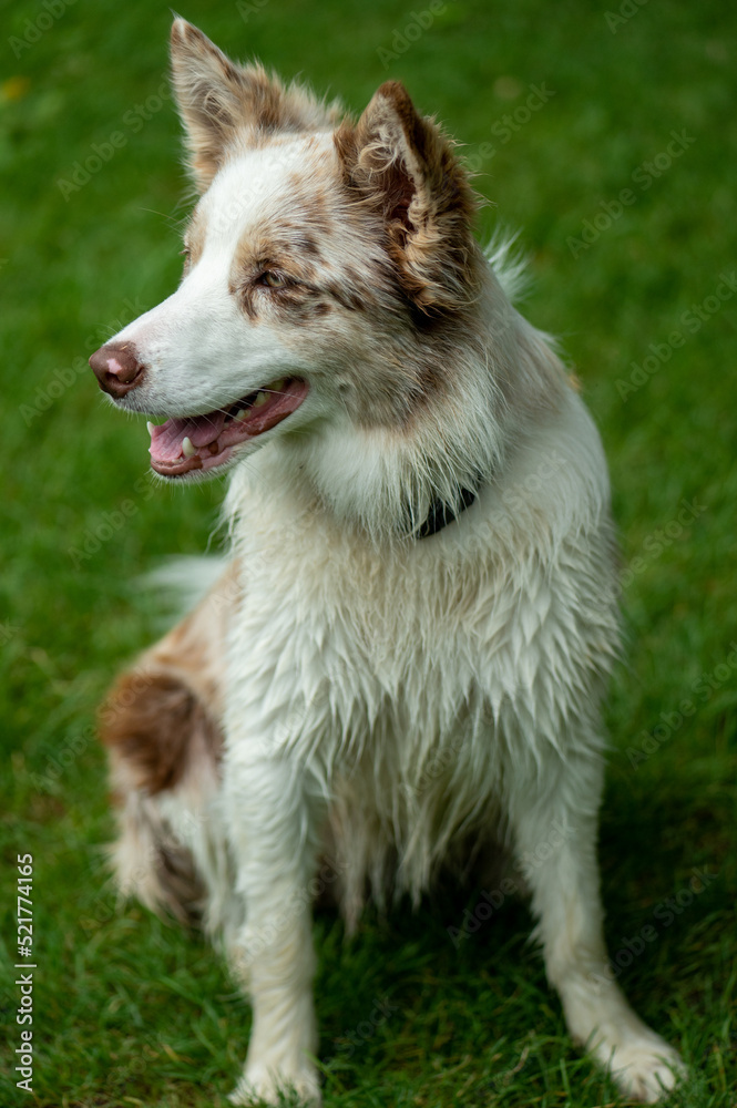 Young border collie is sitting on the grass Young border collie is sitting on the grass