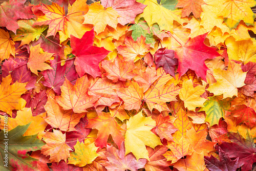 Top view of colorful maple leaves. Top table view on multi-colored bright maple leaves. Fall background 