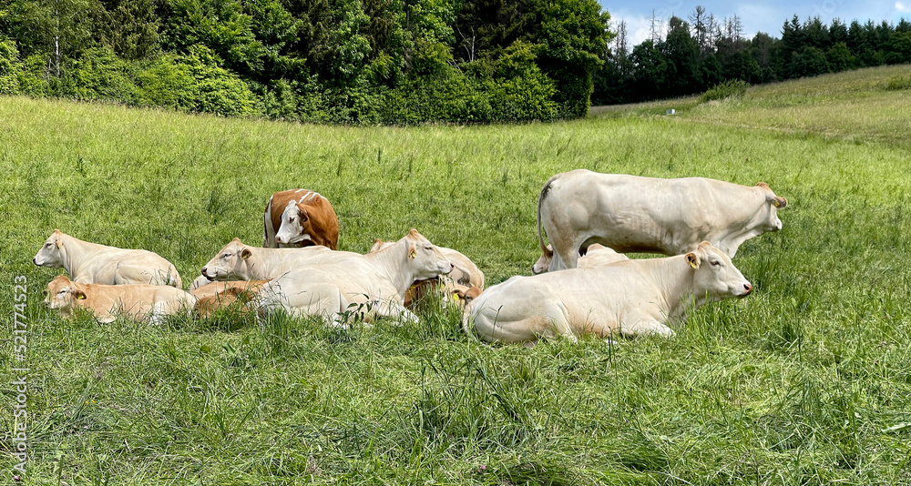 Fototapeta premium Blonde, d' Aquitaine, cows