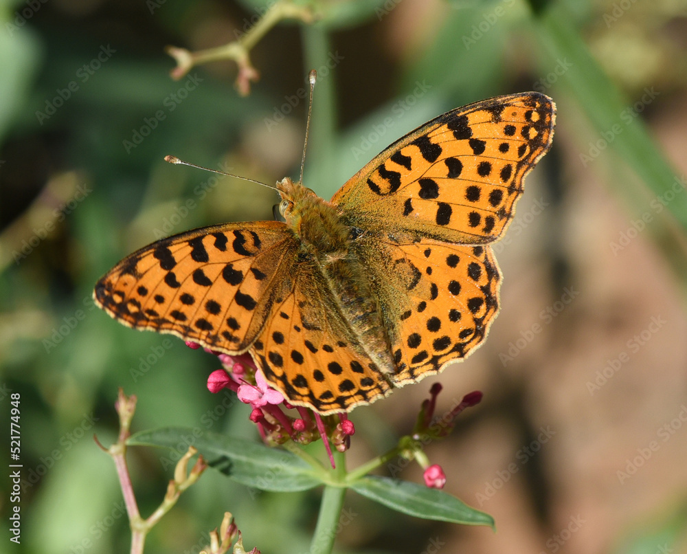Fritillary, Speyeria Fritillary, Speyeria