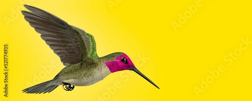 3d illustration of cute hummingbird on colored background  photo