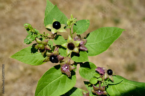 Foto Deadly Nightshade, Atropa bella-donna