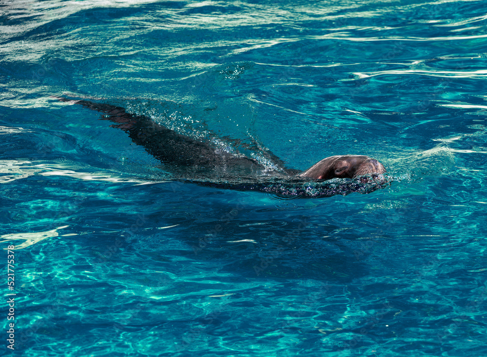 Naklejka premium Sea lion swimming in the water