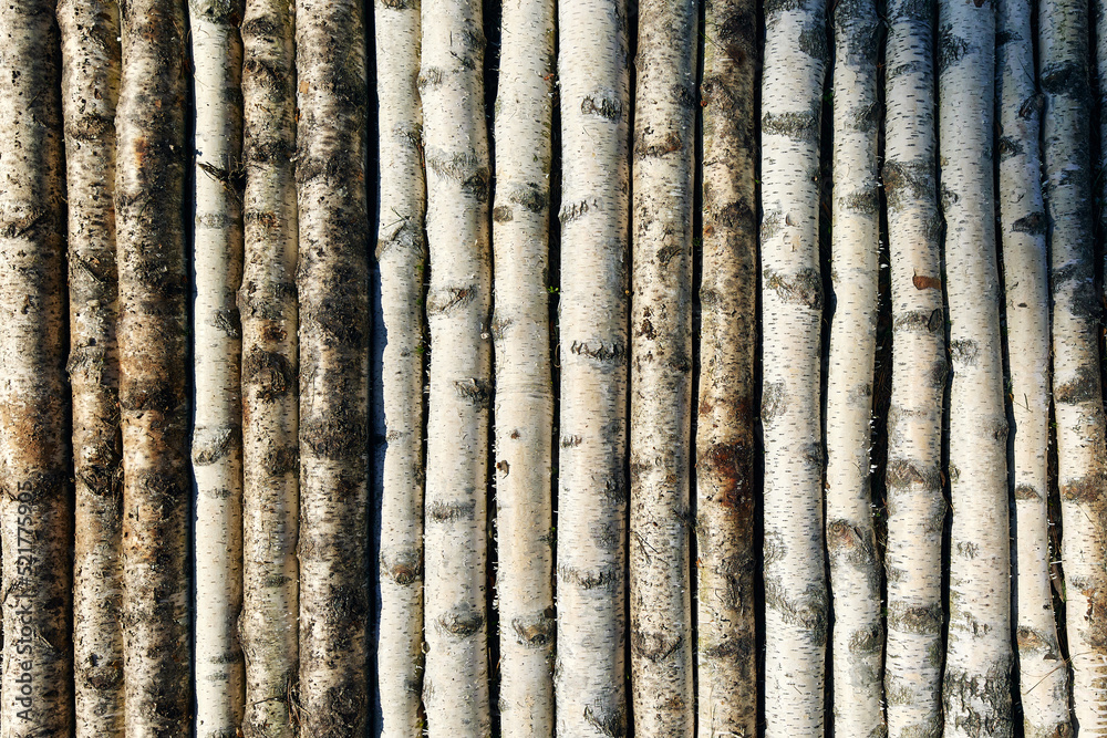 Long birch trunks illuminated by sunlight put in row Long birch trunks illuminated by sunlight put in row