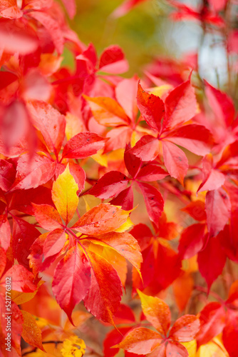 Red autumn leaves. Warm autumn background with red-orange leaves of wild grapes. Colors of autumn