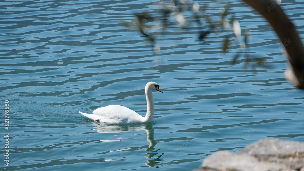 Fototapeta premium Un cigno sull'acqua di un lago.