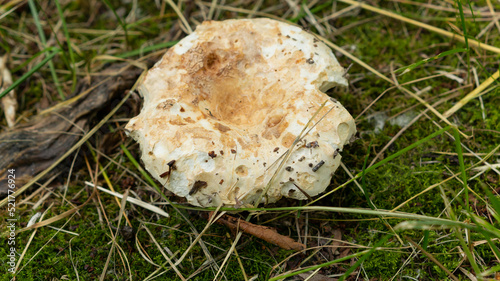 A small white mushroom hidden in the thick grass of the city park.