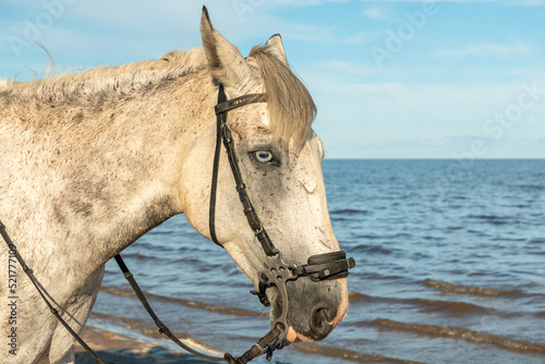 Front view portrait of an attentive curious young gray stallion in nature