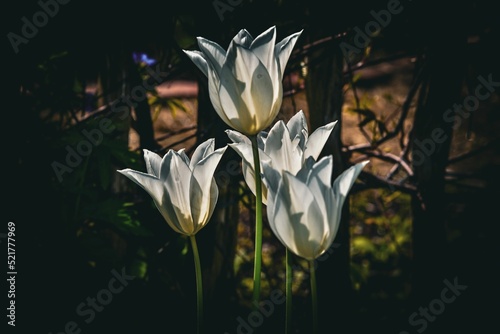 Closeup shot of White Triumphator tulips in the garden #521777969