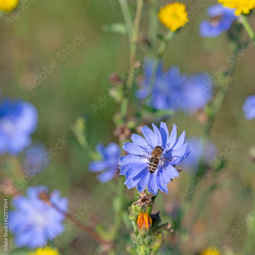 Blühende Wegwarte, Cichorium intybus