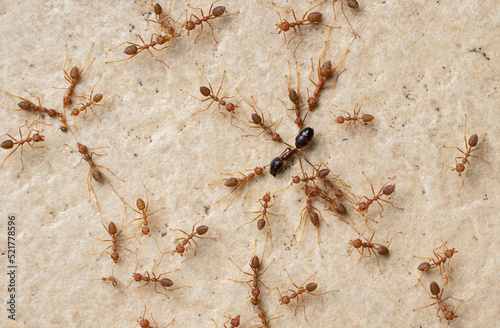 Colony Of Ants Dismember And Eating ant Closeup photo