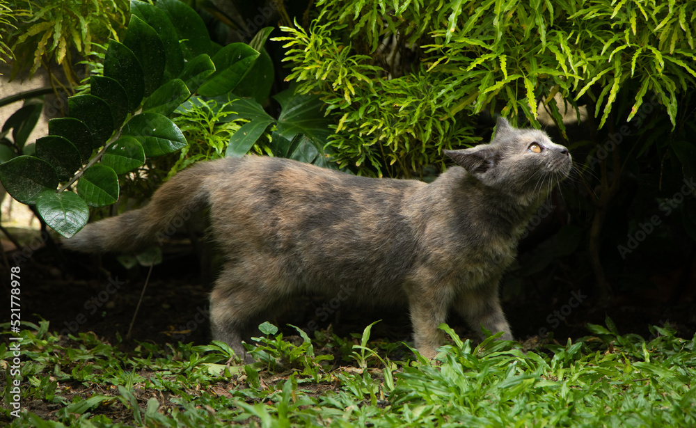 Gray yellow cat walking outside on a summer day Gray yellow cat walking outside on a summer day