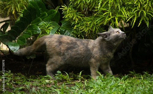 Gray yellow cat walking outside on a summer day © Wili