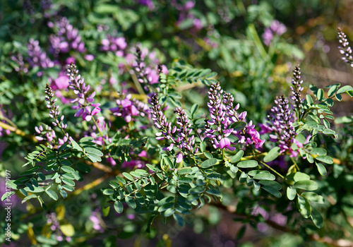 Pink purple flowers and buds of Australian native Indigo, Indigofera australis, family Fabaceae. Widespread in woodland and open forest in New South Wales, Queensland, Victoria, SA, WA and Tasmania. photo