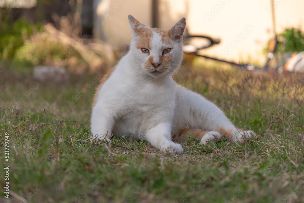くつろいでいる猫 茶白猫 くつろいでいる猫 茶白猫