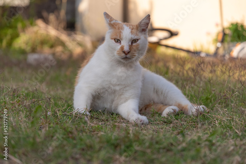 くつろいでいる猫 茶白猫