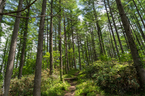 新緑の登山道