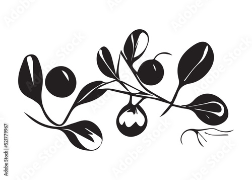 Christmas mistletoe black and white illustration