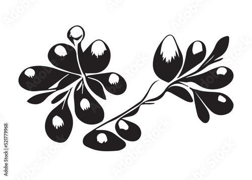 Christmas mistletoe black and white illustration