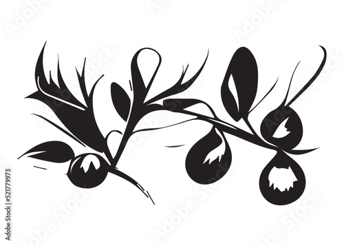 Christmas mistletoe black and white illustration