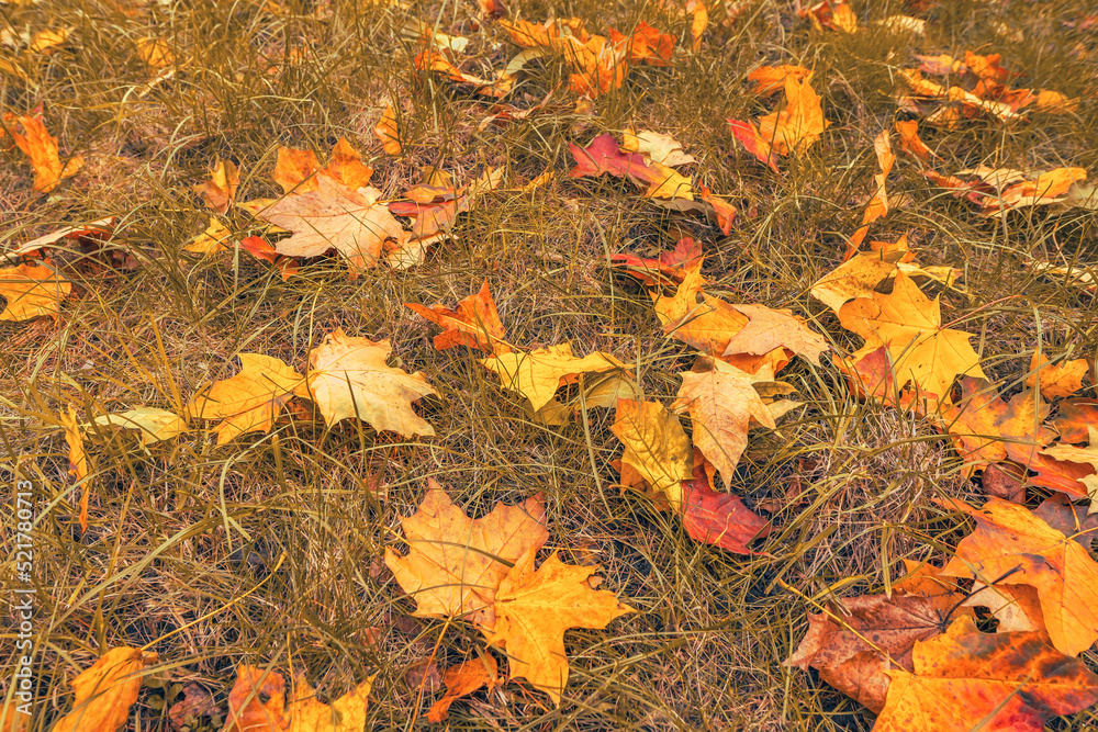 Autumn colorful maple leaves on dry grass. Yellow, orange and red foliage at beautiful fall park