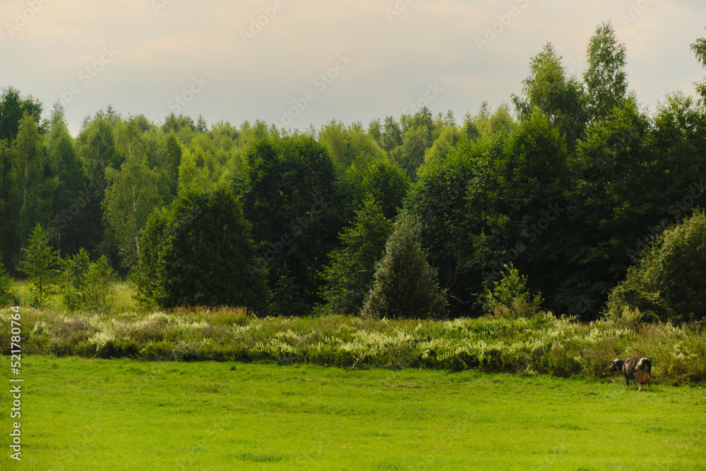Forest. Landscape with cow grazing in the grass. Field and sky with clouds. background. Forest. Landscape with cow grazing in the grass. Field and sky with clouds. background.