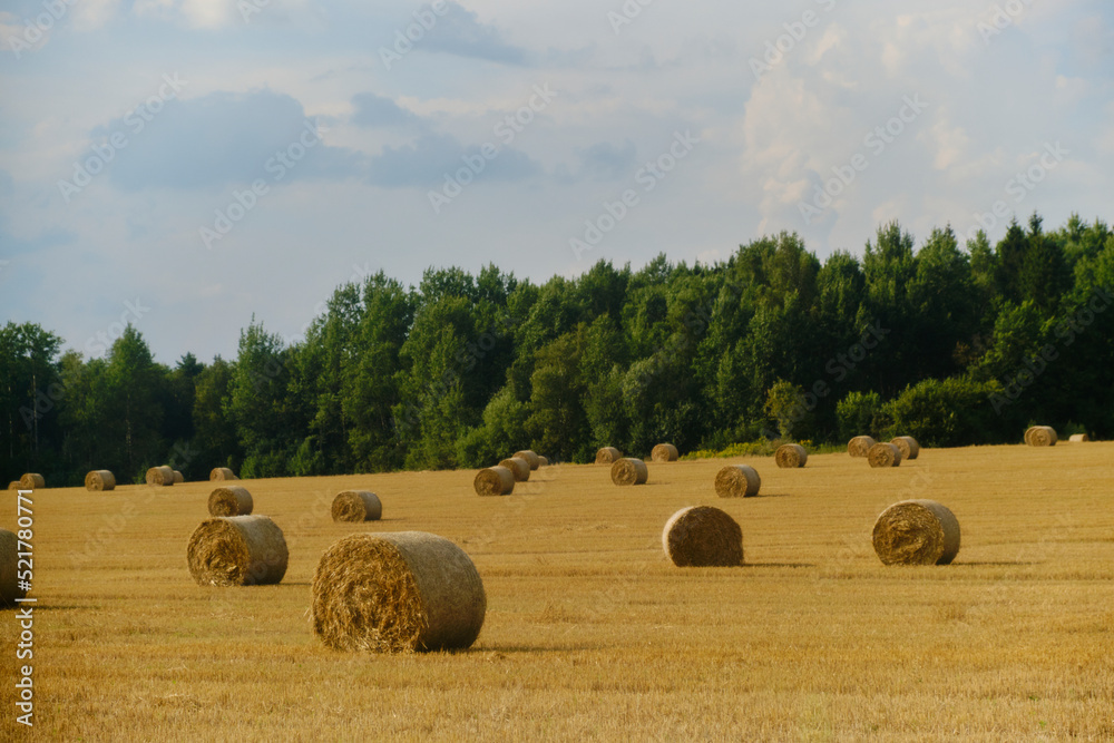 Harvesting hay. Rolled up hay bales on wheat field or dry meadow after harvest in rural agricultural area.