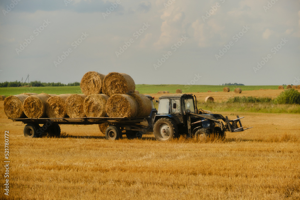 Fototapeta premium Rolled up hay bales. Farmer coming from the field with a tractor.