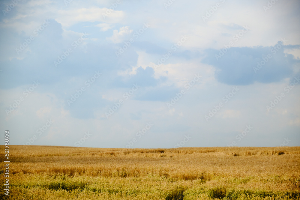 Obraz premium Gold wheat field and blue sky. Agricultural field panoramic landscape.