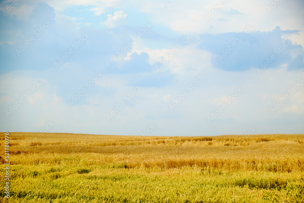 Panorama of an agricultural field. Wheat field panorama. Agricultural field panoramic landscape. Cloud. Panorama of an agricultural field. Wheat field panorama. Agricultural field panoramic landscape. Cloud.
