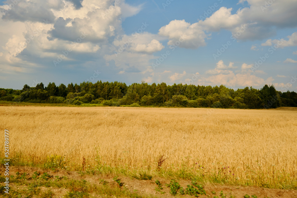 Gold wheat field and blue sky. A wheat field, fresh crop of wheat. Nature photo idea rich harvest.