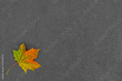 Autumn colorful maple leaf on asphalt. Seasonal fall background with copy space