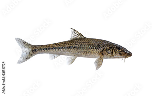 Gudgeon alive fresh fish isolated on white