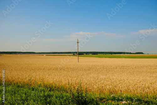 Summer landscape with wheat field. Gold wheat field. Panorama of an agricultural field electric pole.