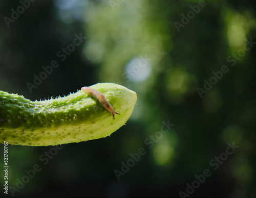 Slug on cucumber. Green. Organic.