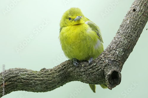 A common iora is perched on a dry tree branch. This bright yellow bird has the scientific name Aegithina tiphia. photo