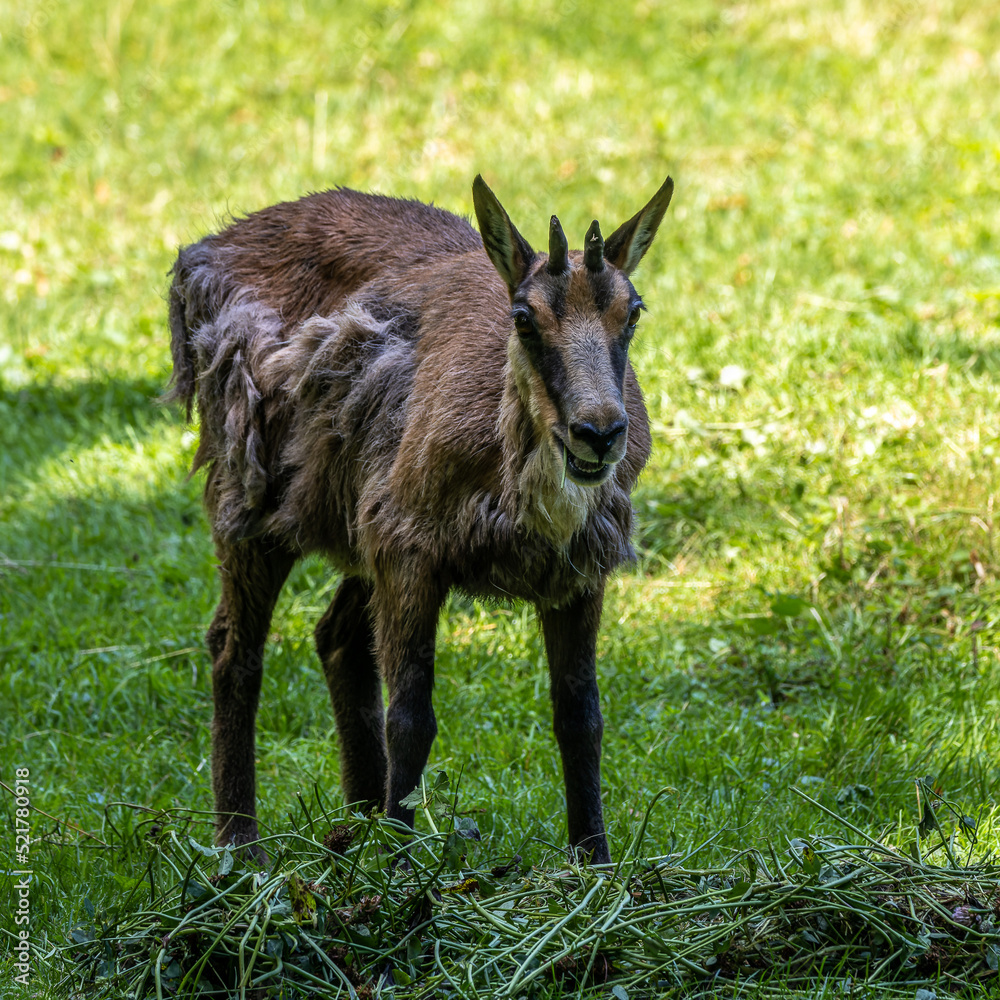 Apennine chamois, Rupicapra pyrenaica ornata, is living in Italy and Spain Apennine chamois, Rupicapra pyrenaica ornata, is living in Italy and Spain