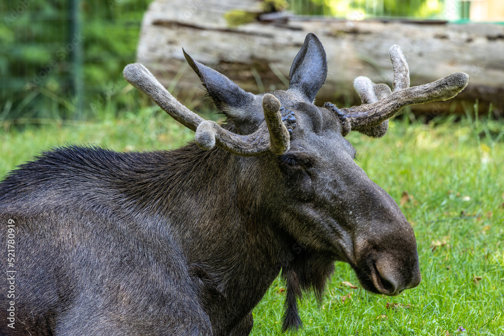 European Moose, Alces alces, also known as the elk European Moose, Alces alces, also known as the elk