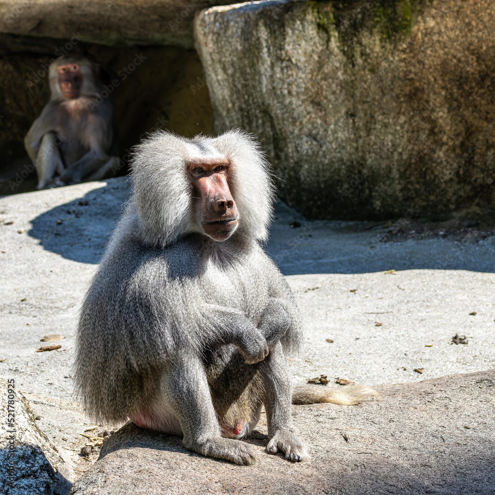 The hamadryas baboon, Papio hamadryas is a species of baboon The hamadryas baboon, Papio hamadryas is a species of baboon