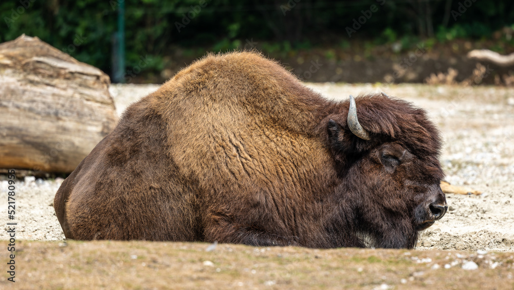 American buffalo known as bison, Bos bison in a german park