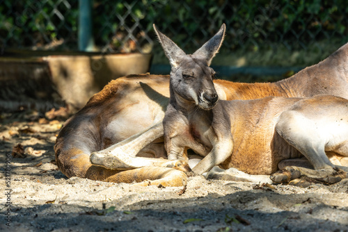 Red kangaroo, Macropus rufus in a german park