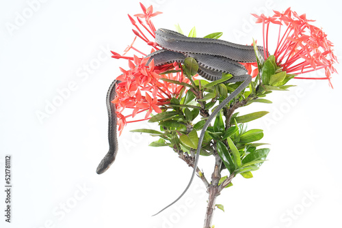 A dragon snake is looking for prey on a branch of a flowering tree Ixora sp. This reptile has the scientific name Xenodermus javanicus. photo