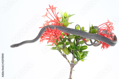 A dragon snake is looking for prey on a branch of a flowering tree Ixora sp. This reptile has the scientific name Xenodermus javanicus. photo