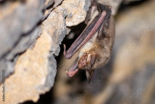 Bat in a cave