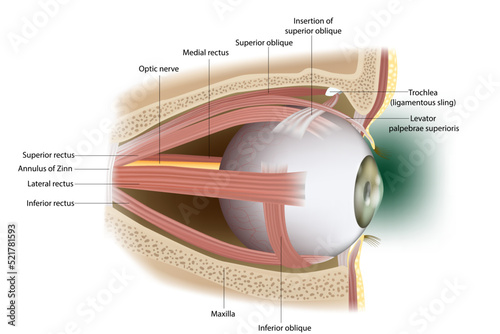 Ophthalmology. Eyes muscles in side view. photo