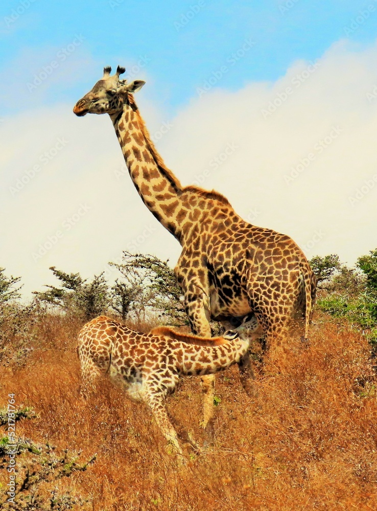 giraffe and baby in serengeti national park serengeti