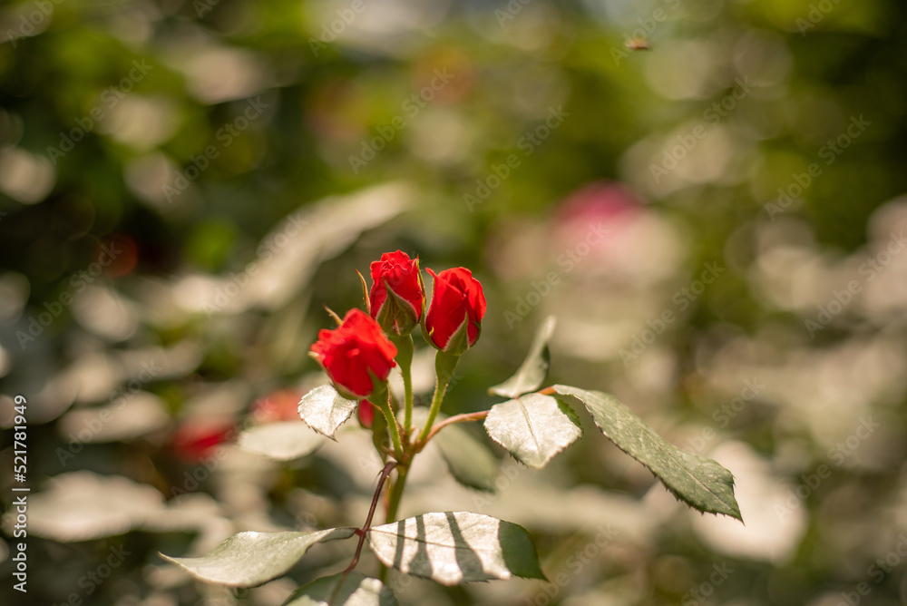 Three red roses bloom on a bush branch. Blurred background.