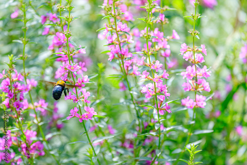 ミソハギとクマバチ
Lythrum and Bee photo