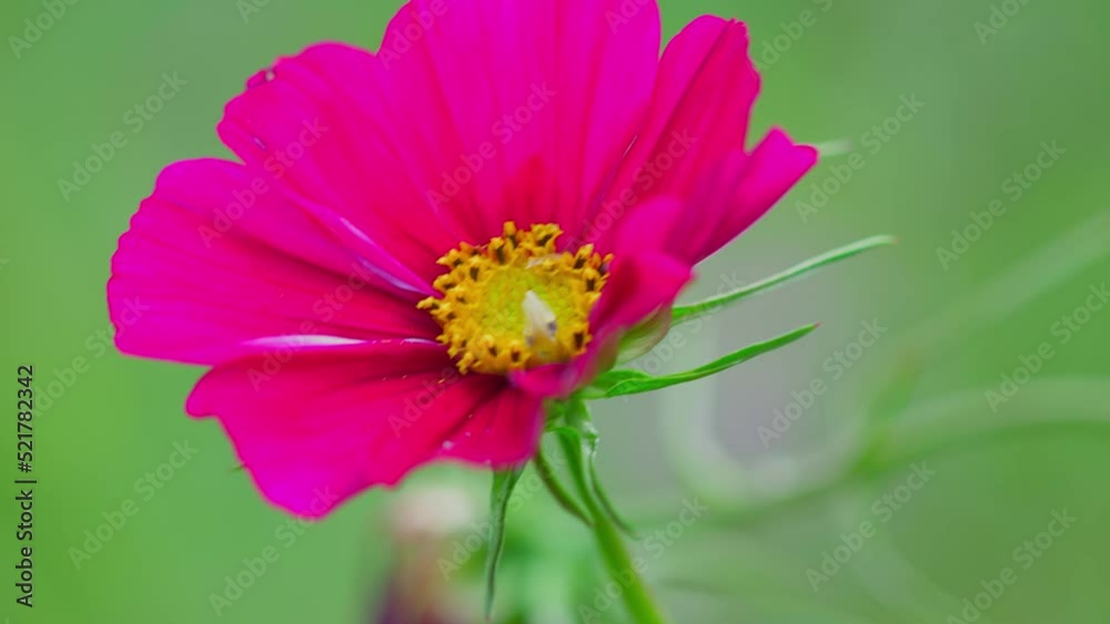 Pink Cosmos Bipinnatus flowers swaying in the wind. Beautiful Cosmos Flowers blooming in the field. Pink flowers of Cosmea close-up Pink Cosmos Bipinnatus flowers swaying in the wind. Beautiful Cosmos Flowers blooming in the field. Pink flowers of Cosmea close-up